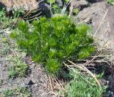 Peganum harmala
