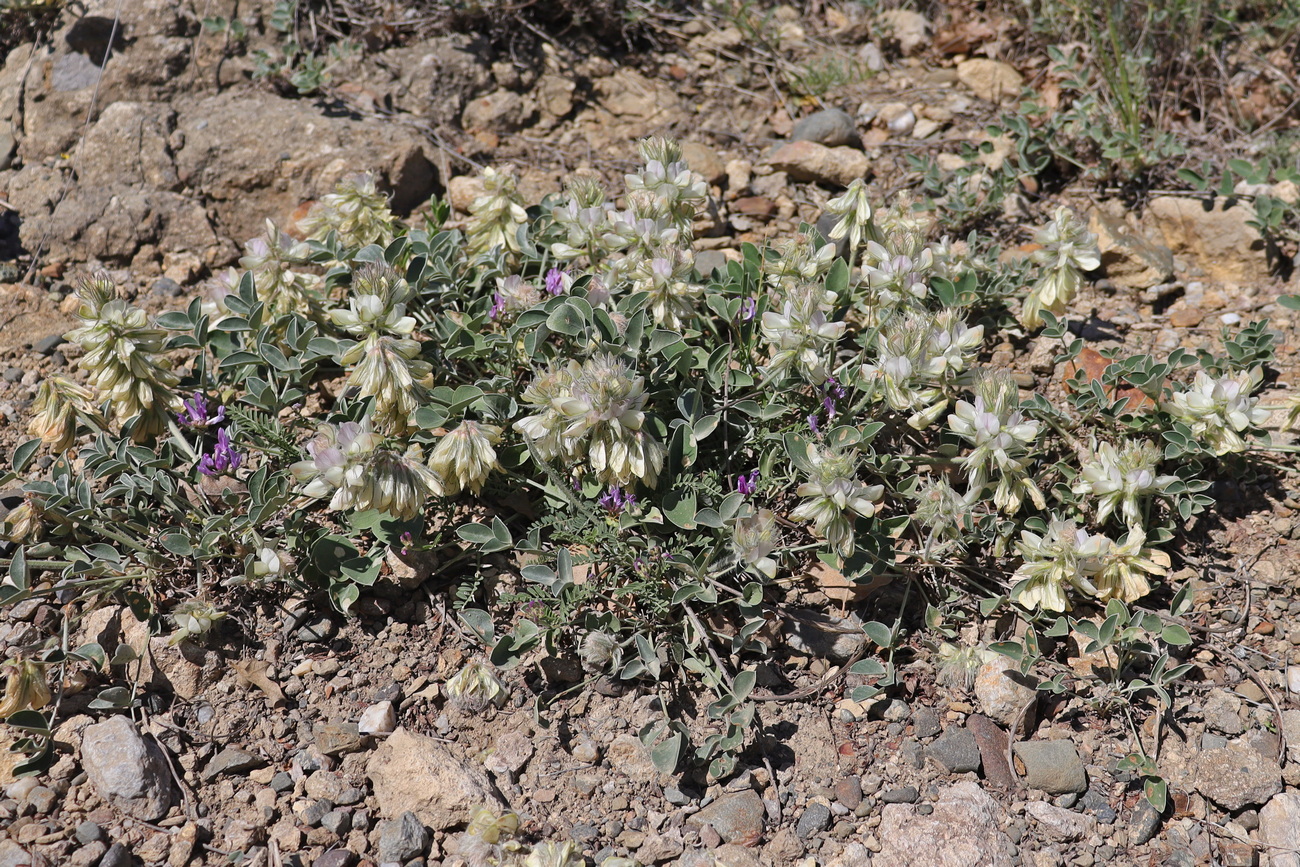 Image of Hedysarum candidum specimen.