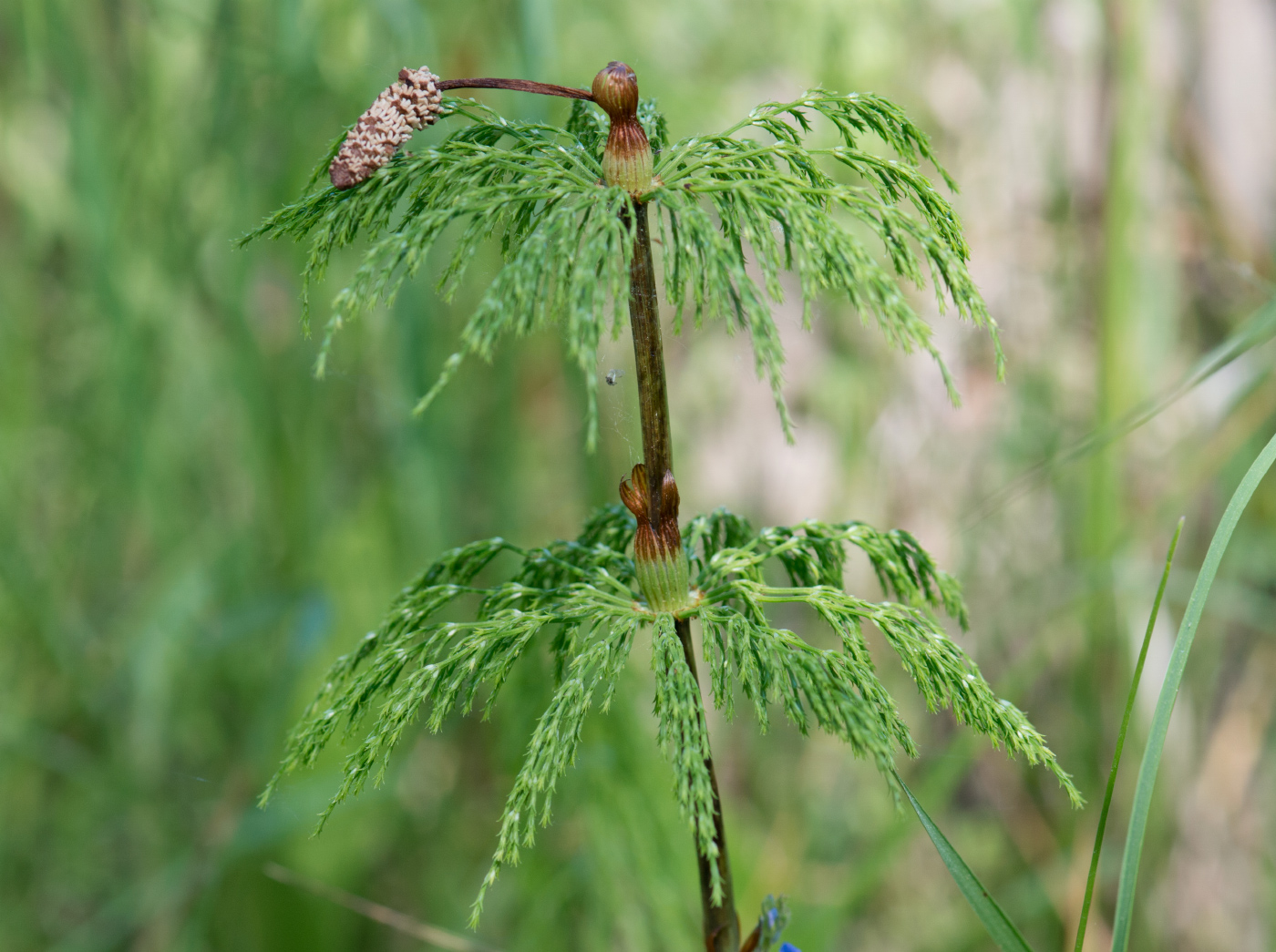 Image of Equisetum sylvaticum specimen.