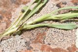 genus Valerianella