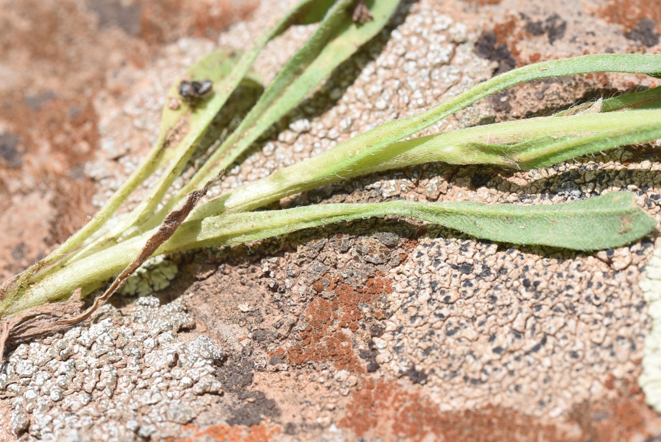 Image of familia Boraginaceae specimen.