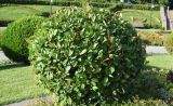 род Photinia