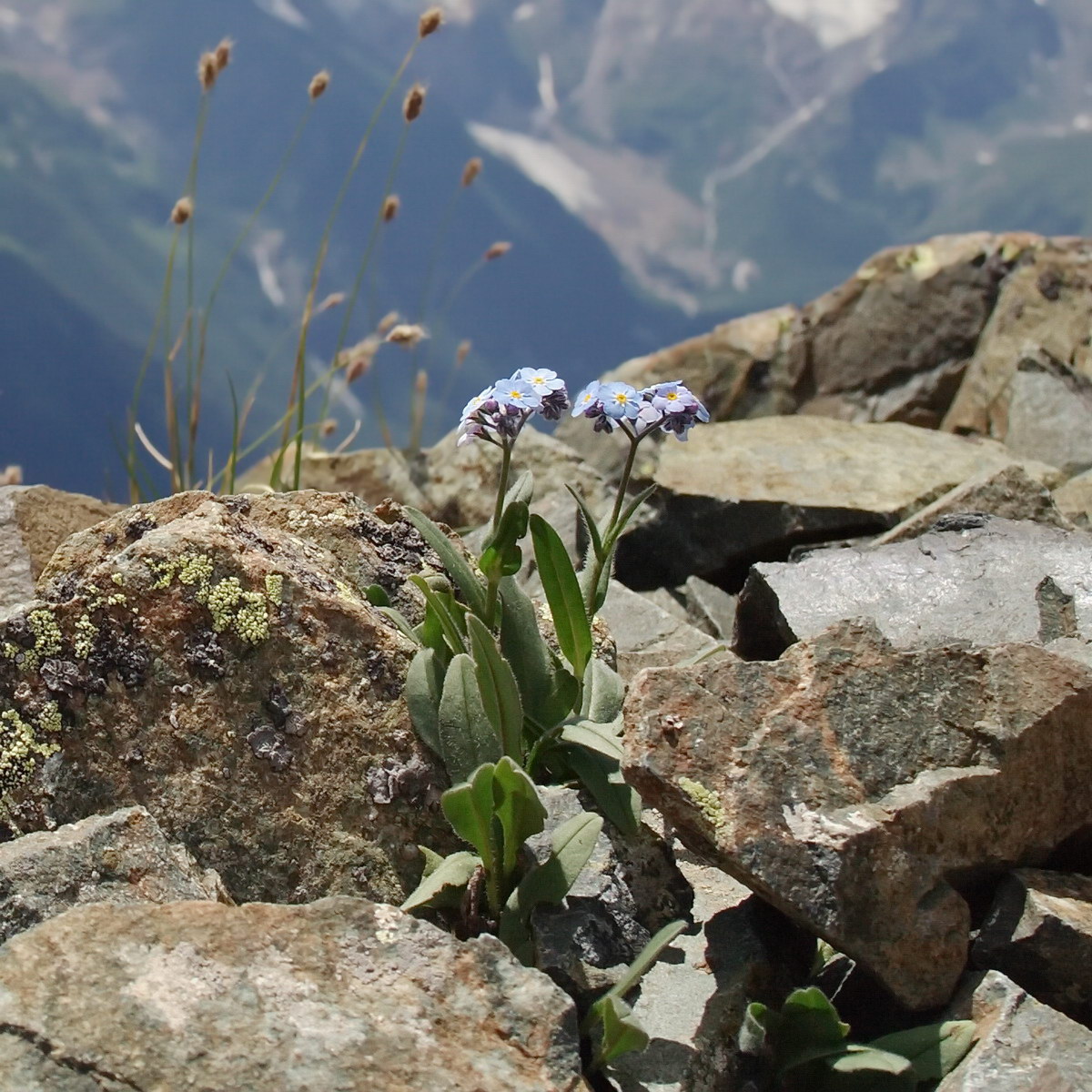 Изображение особи Myosotis alpestris.