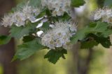 View full-size image genus Crataegus