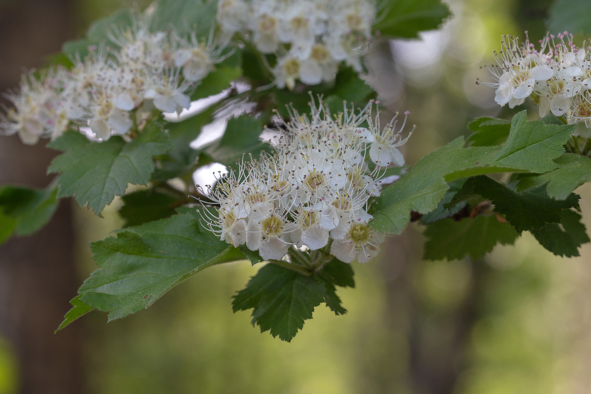 Image of Crataegus submollis specimen.