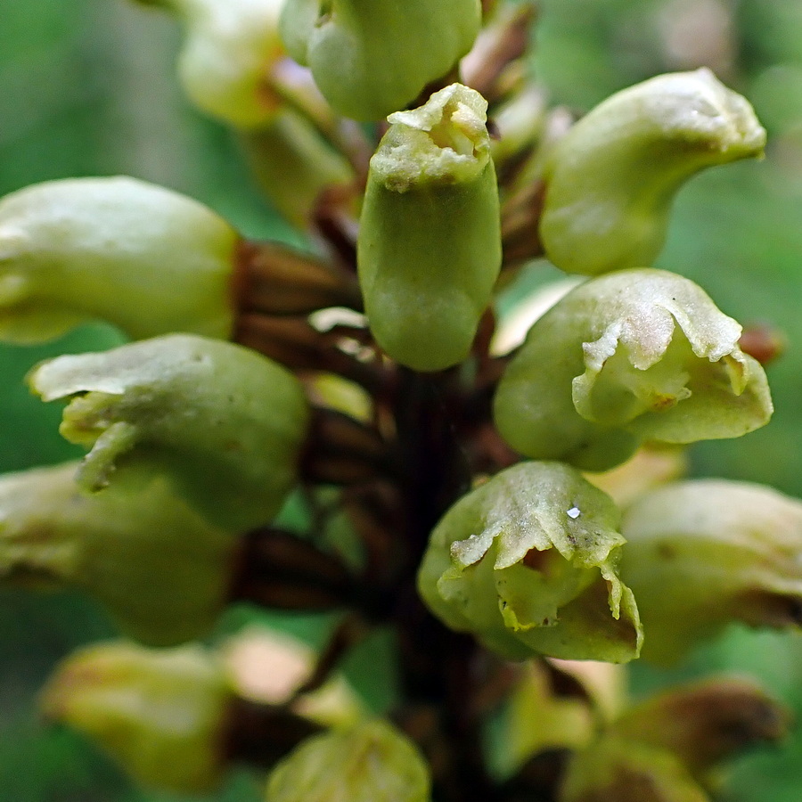 Изображение особи Gastrodia elata.