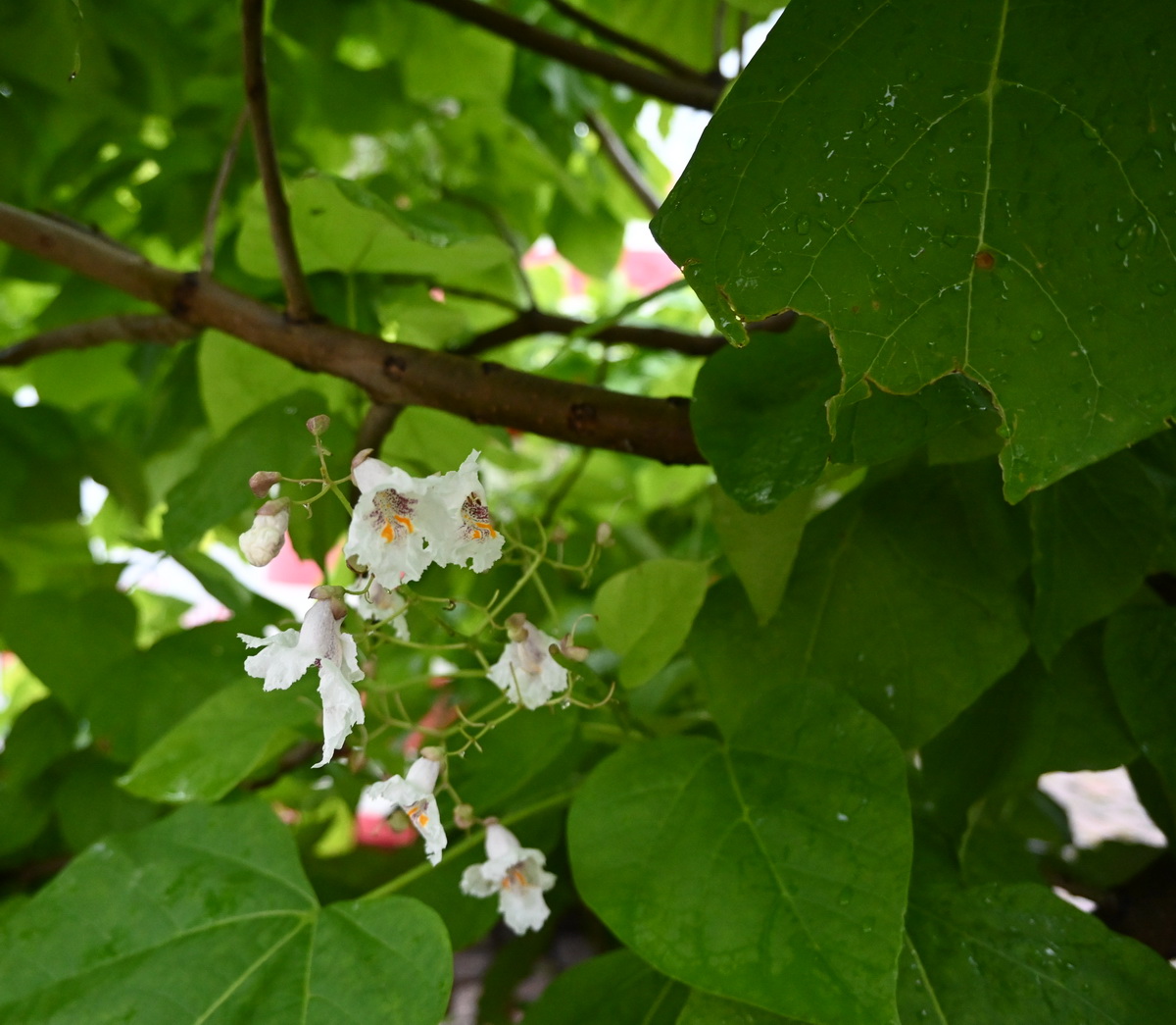 Изображение особи род Catalpa.