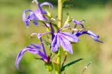 Lobelia sessilifolia. Цветок. Приморский край, ЗАТО Фокино, окр. пос. Путятин; о-в Путятина, восточное побережье, бух. 2я-5я, луг. 14.08.2025.