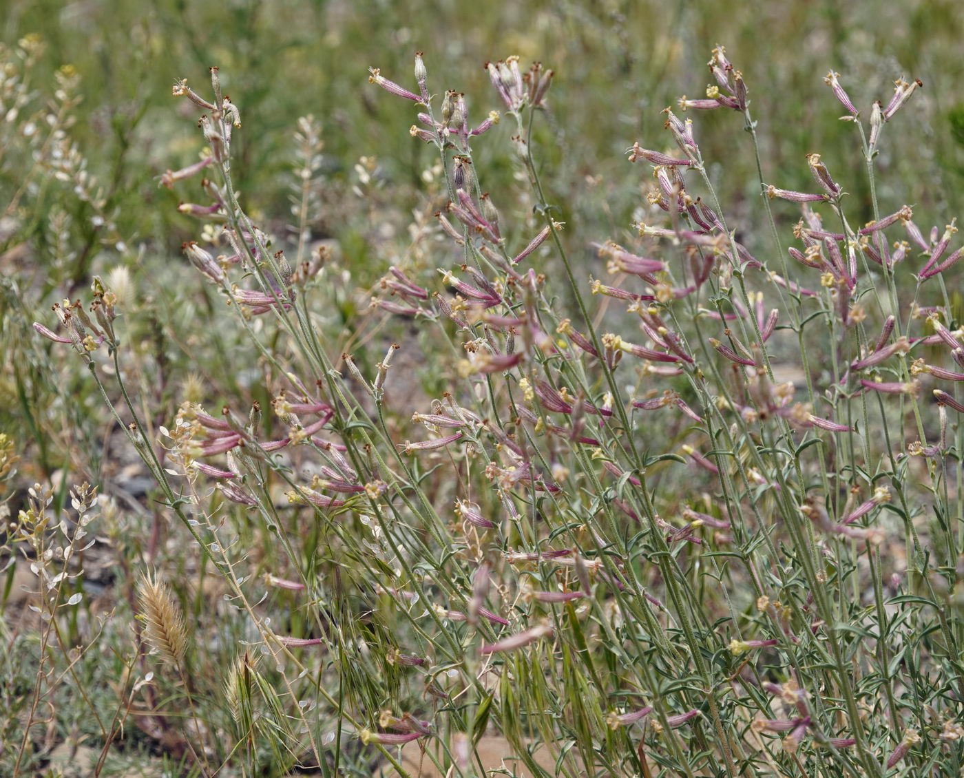 Image of Silene brahuica specimen.