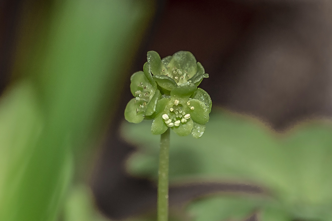 Изображение особи Adoxa moschatellina.