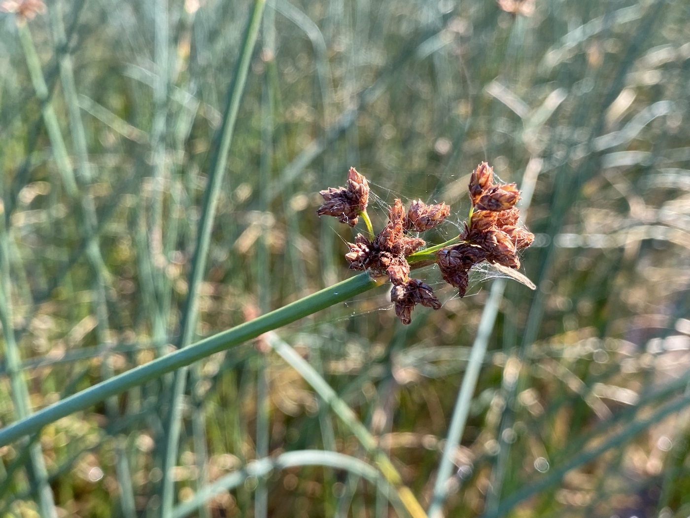 Image of Schoenoplectus tabernaemontani specimen.