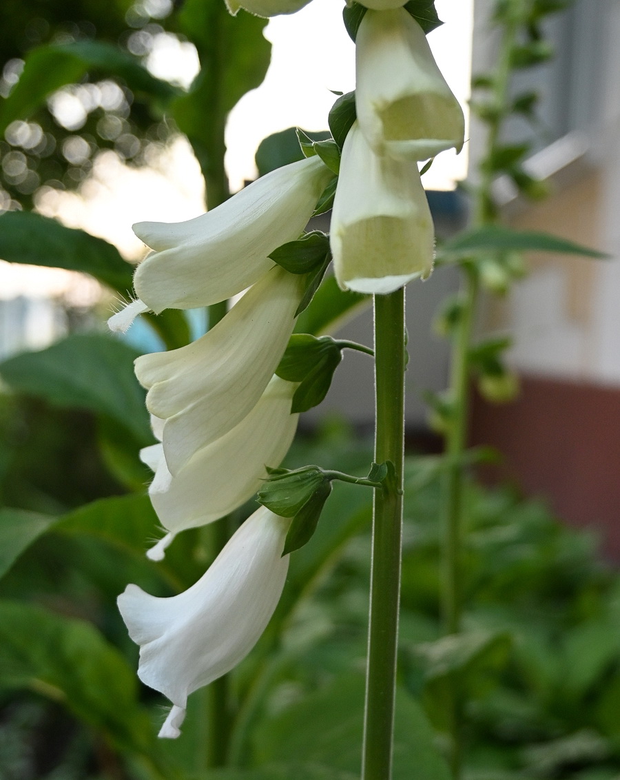 Image of genus Digitalis specimen.