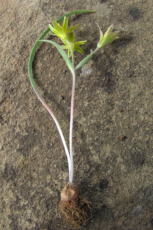 Image of Gagea artemczukii specimen.