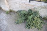 род Crambe