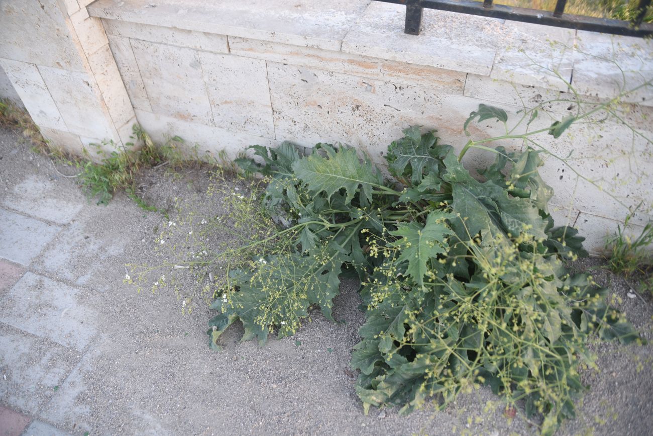 Изображение особи Crambe orientalis.