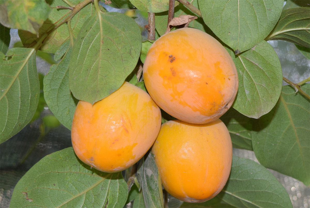 Изображение особи Diospyros kaki.