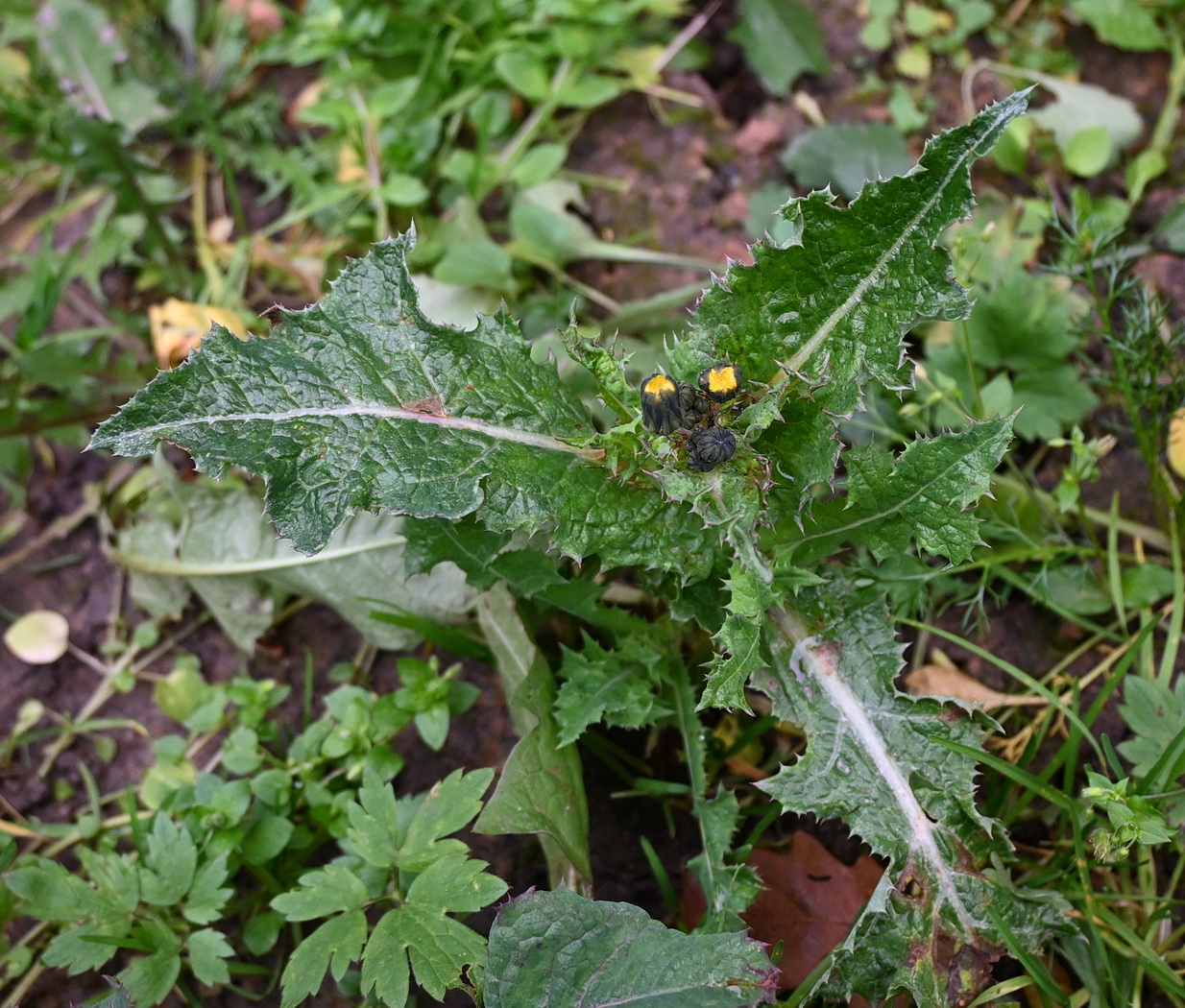 Image of Sonchus asper specimen.