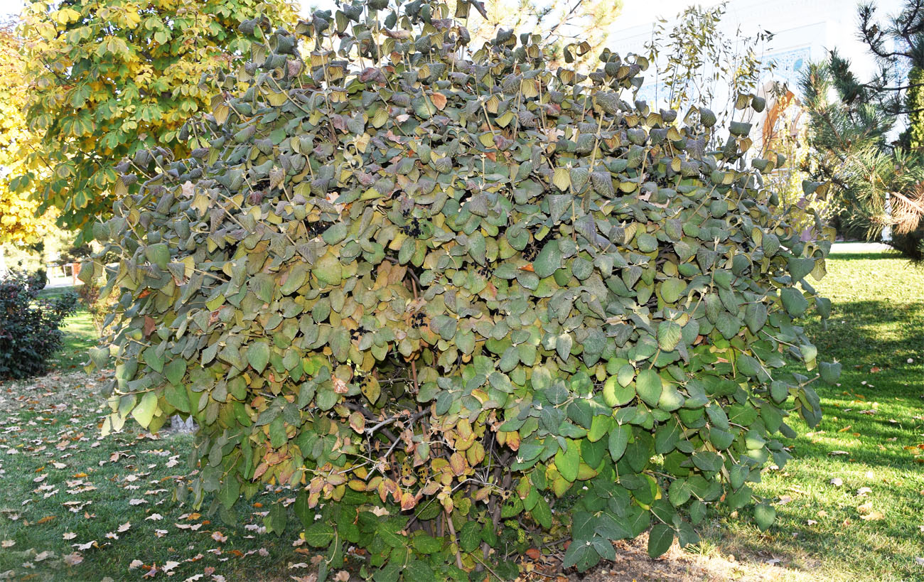 Image of Viburnum lantana specimen.