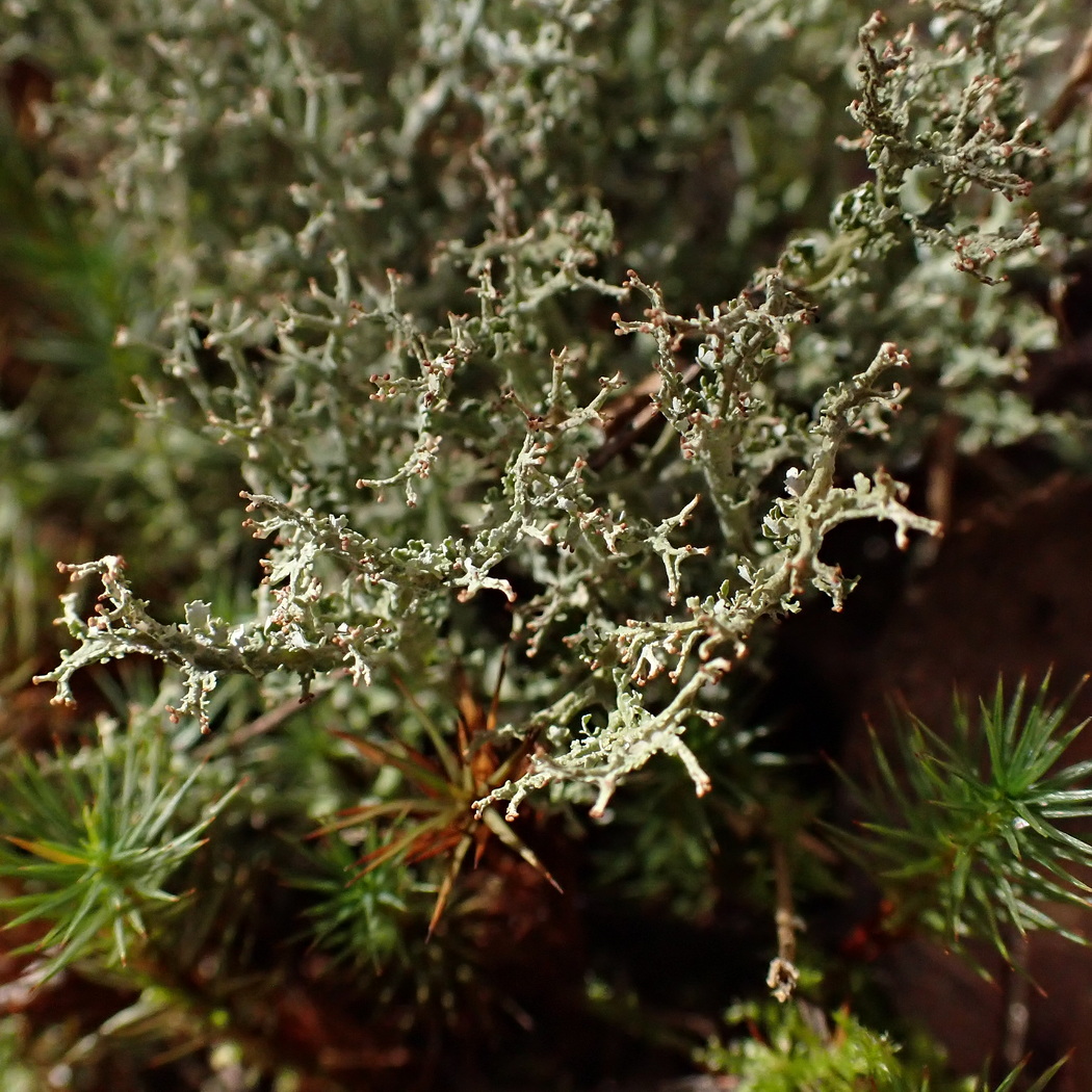Изображение особи Cladonia furcata.