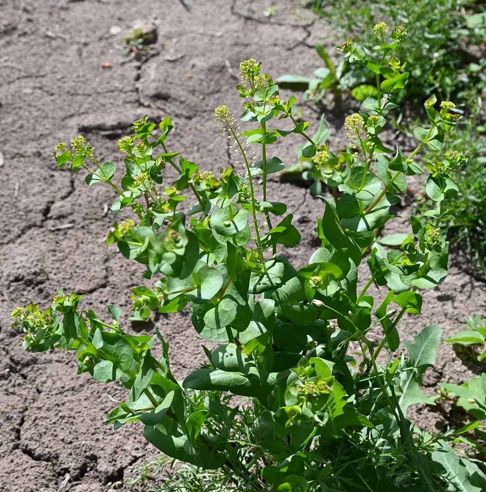 Image of Lepidium perfoliatum specimen.