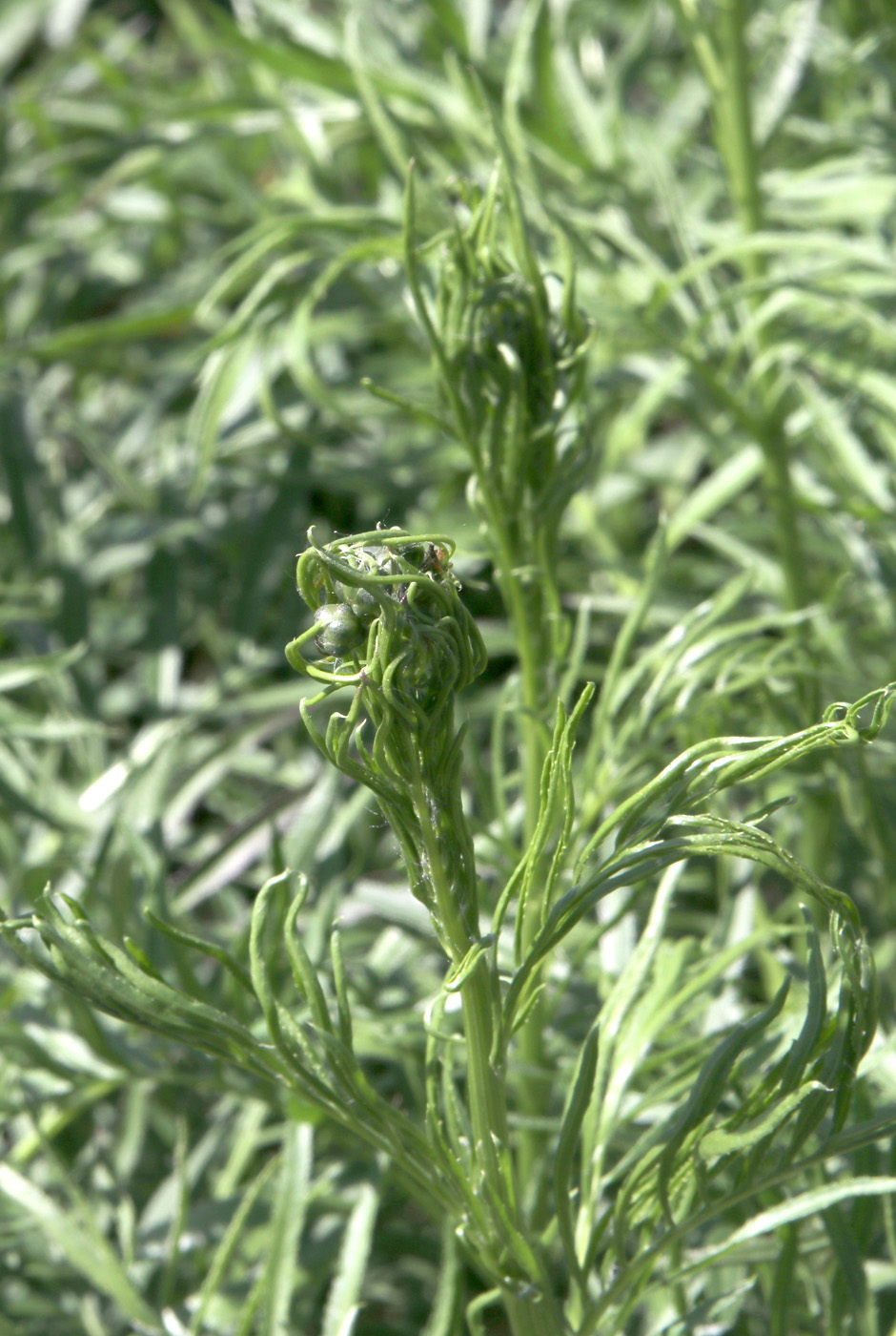 Image of Sanguisorba tenuifolia specimen.