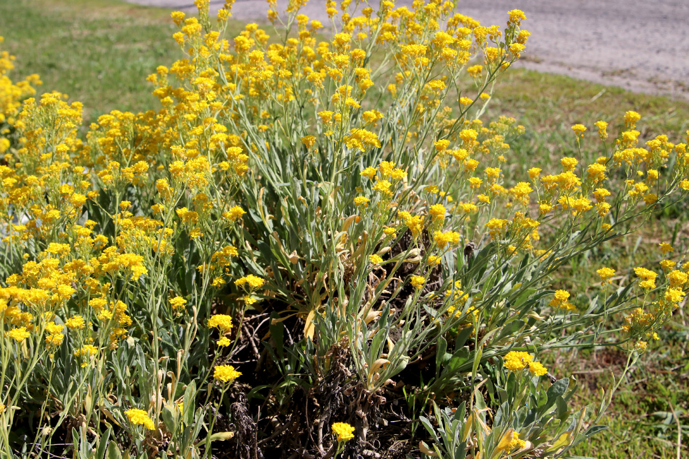 Изображение особи Aurinia saxatilis.