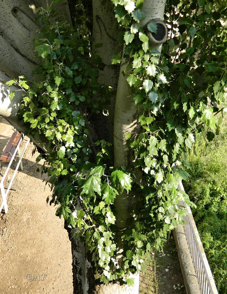 Изображение особи Populus alba.