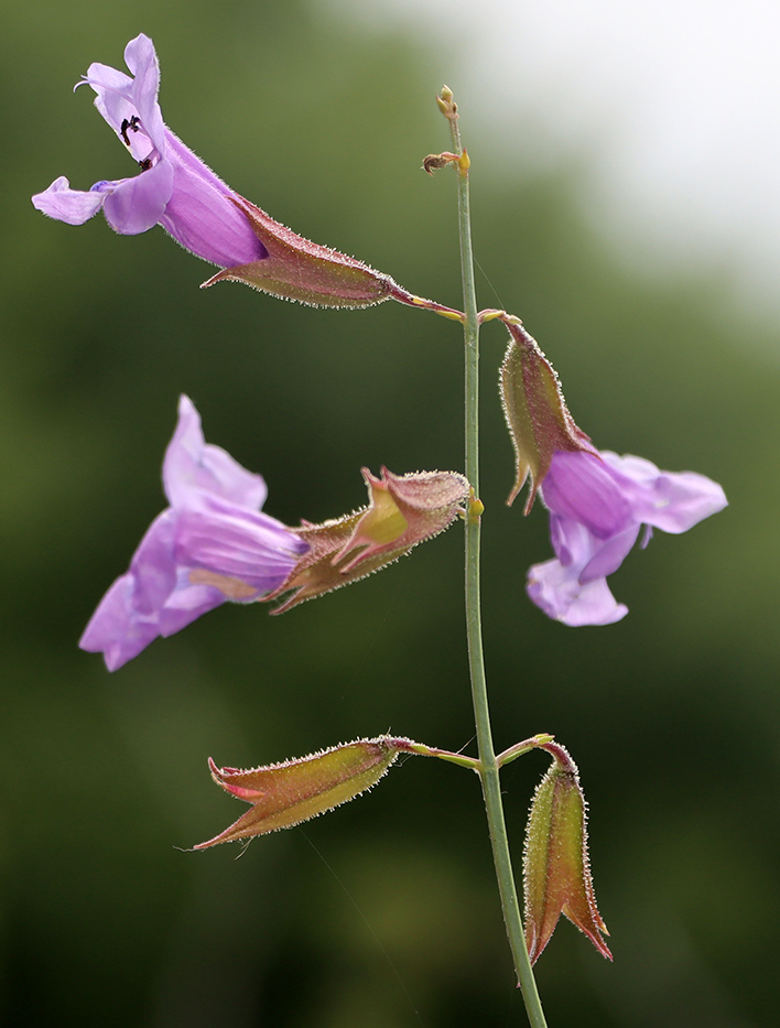 Изображение особи Salvia margaritae.