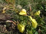 genus Oenothera. Верхушки растений с цветками и нераскрывшимися бутонами. Азербайджан, Нахчыван, Ордубадский р-н, окр. с. Айлис, заброшенное поле. 04.10.2017.