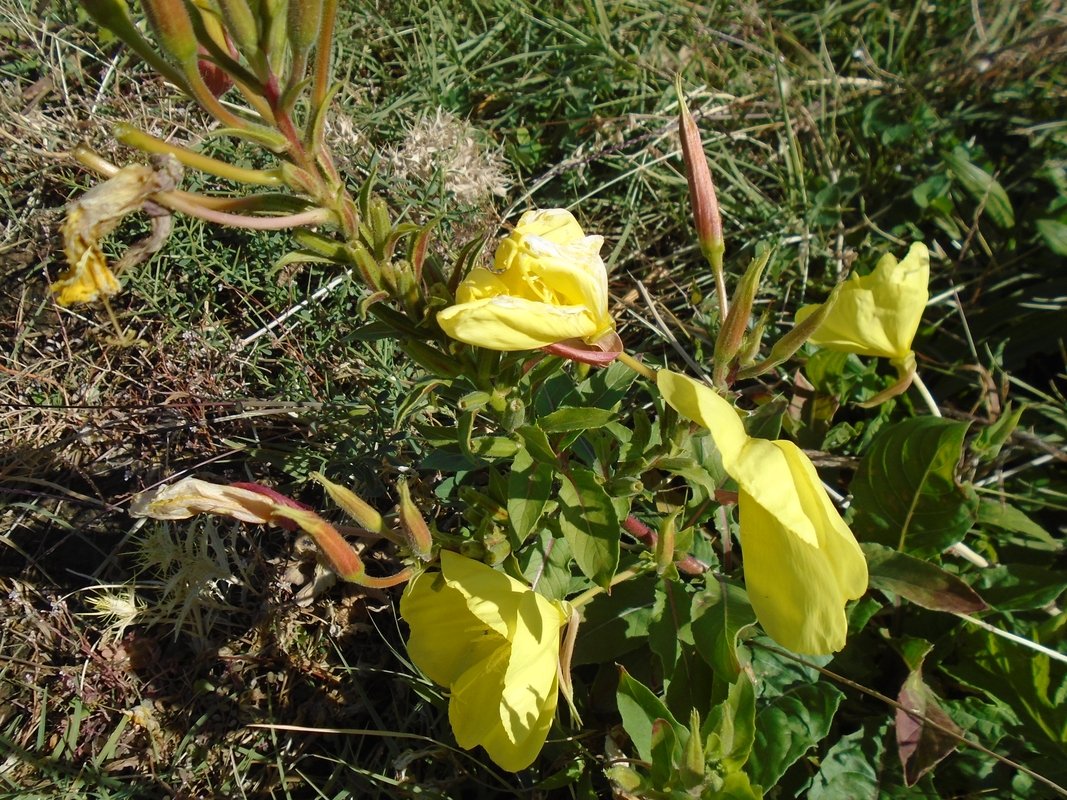 Image of genus Oenothera specimen.
