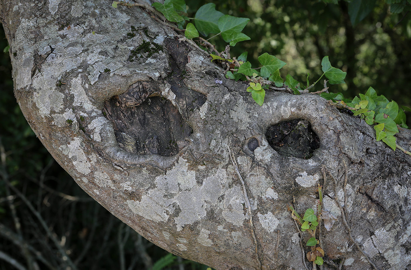Image of Carpinus orientalis specimen.