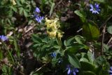 Corydalis marschalliana. Цветущее растение. Адыгея, Кавказский биосферный запов., у ретранслятора, луг. 7 мая 2025 г.