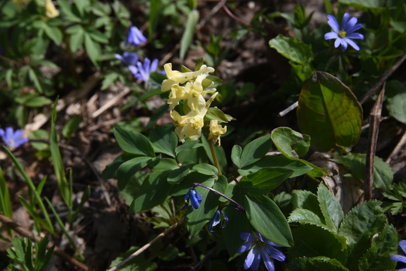 Image of Corydalis marschalliana specimen.