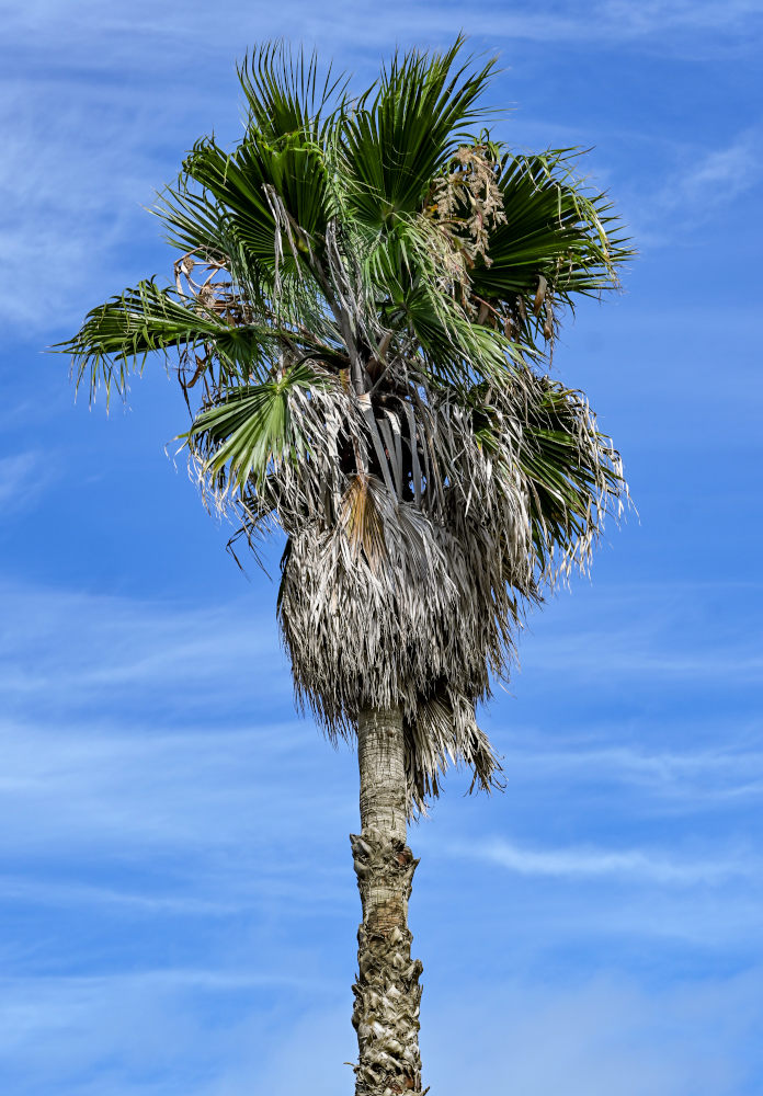 Изображение особи Washingtonia robusta.