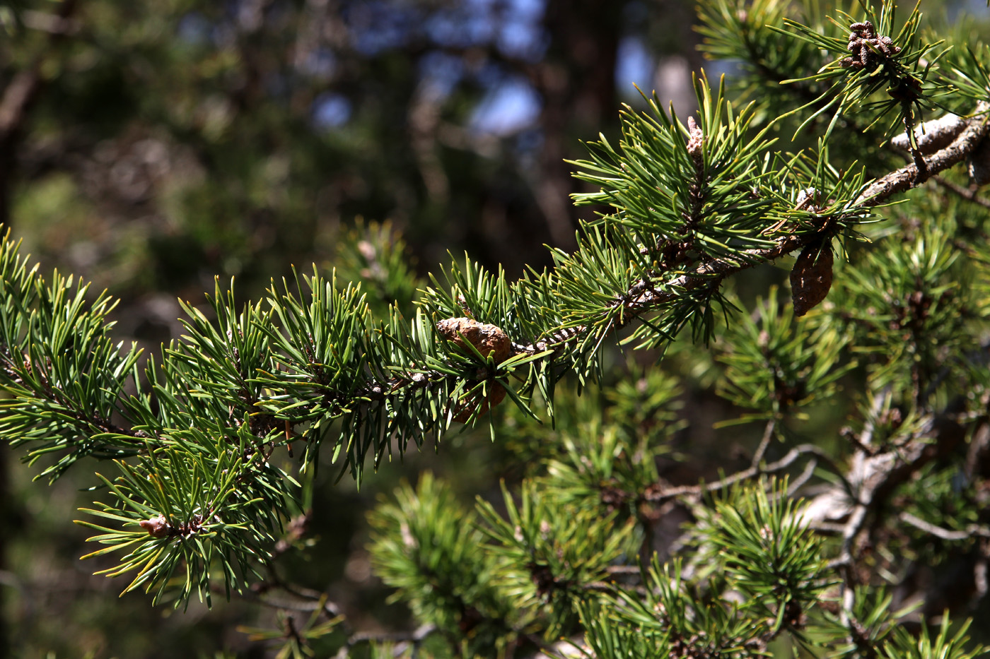 Изображение особи Pinus banksiana.