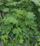 Image of taxon representative. Author is Григорий Токарев