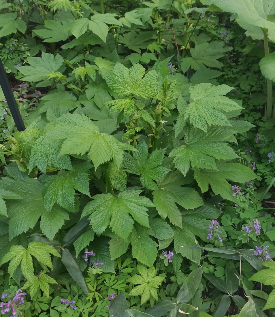 Image of Filipendula camtschatica specimen.