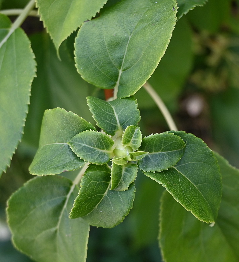 Image of Hydrangea petiolaris specimen.