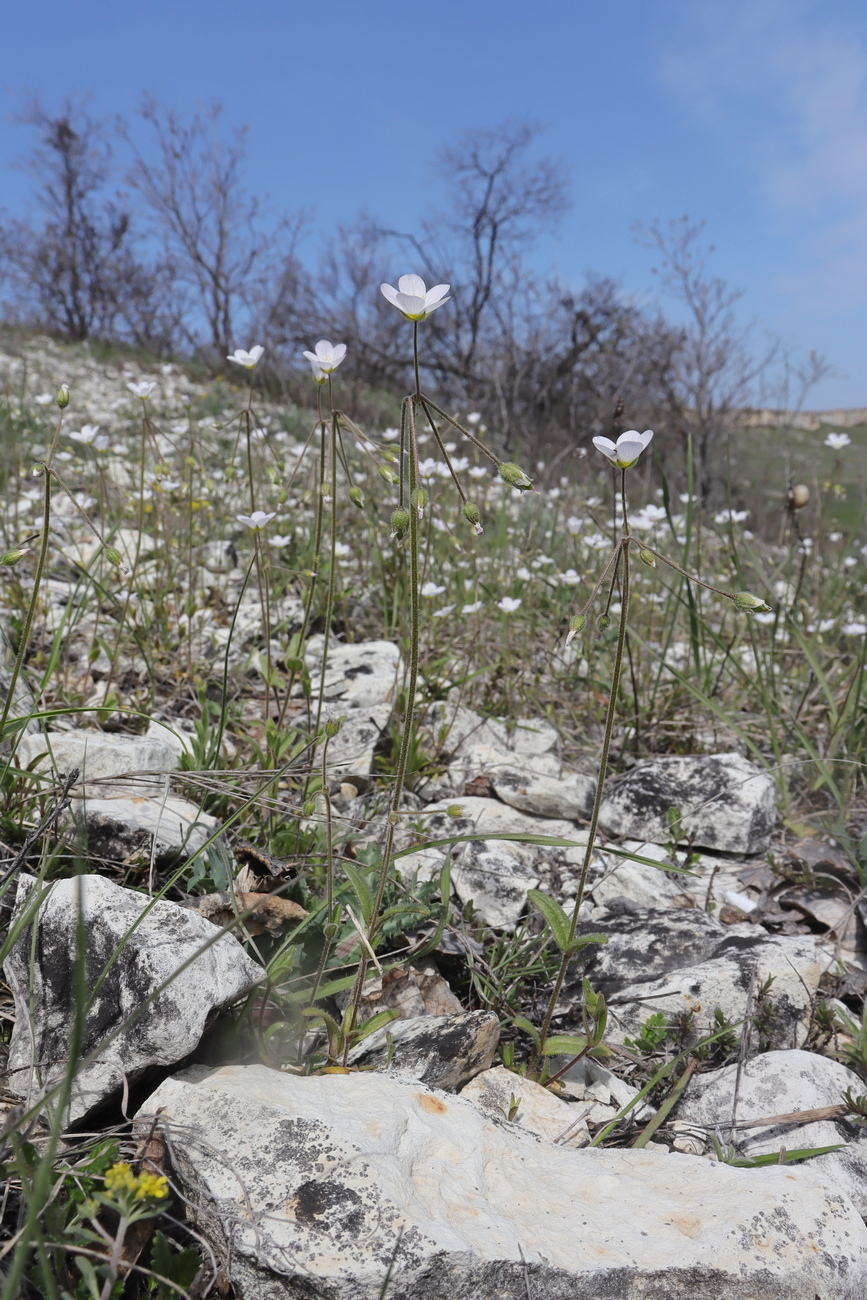 Изображение особи Holosteum glutinosum ssp. liniflorum.