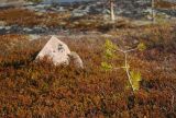 Pinus friesiana. Молодое растение на границе редколесья и кустарничковой тундры среди вороники обоеполой. Мурманская обл., Североморский р-н, окр. пос. Росляково. 27.04.2011.
