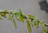 genus Salix