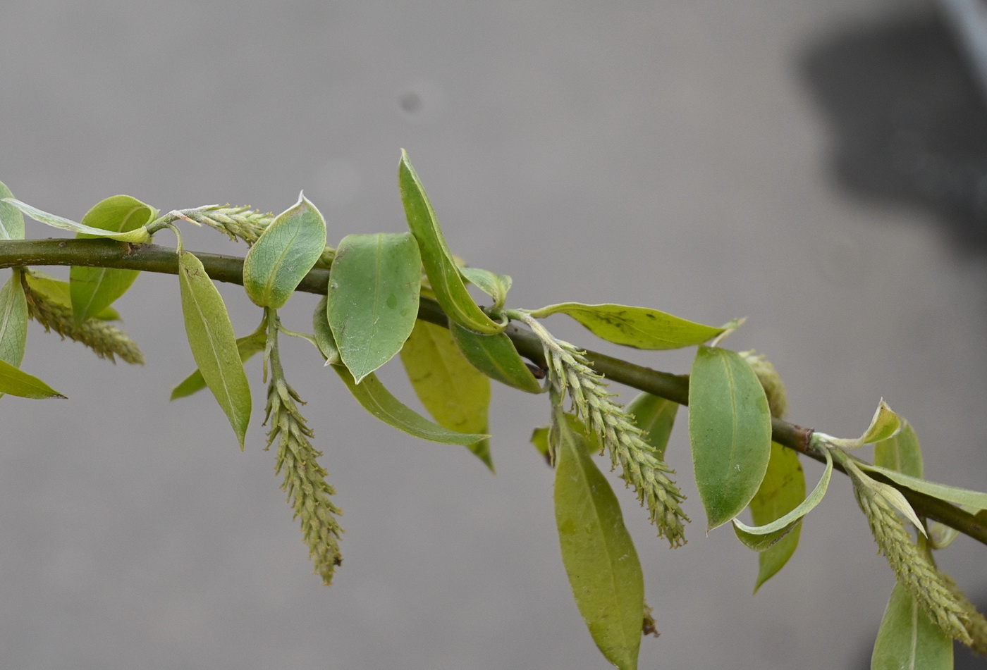 Image of genus Salix specimen.
