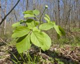 Paeonia caucasica. Бутонизирующее растение. Краснодарский край, Крымский р-н, окр. станицы Неберджаевская, ур. Темрючки, буково-грабово-дубовый лес. 15.04.2026.