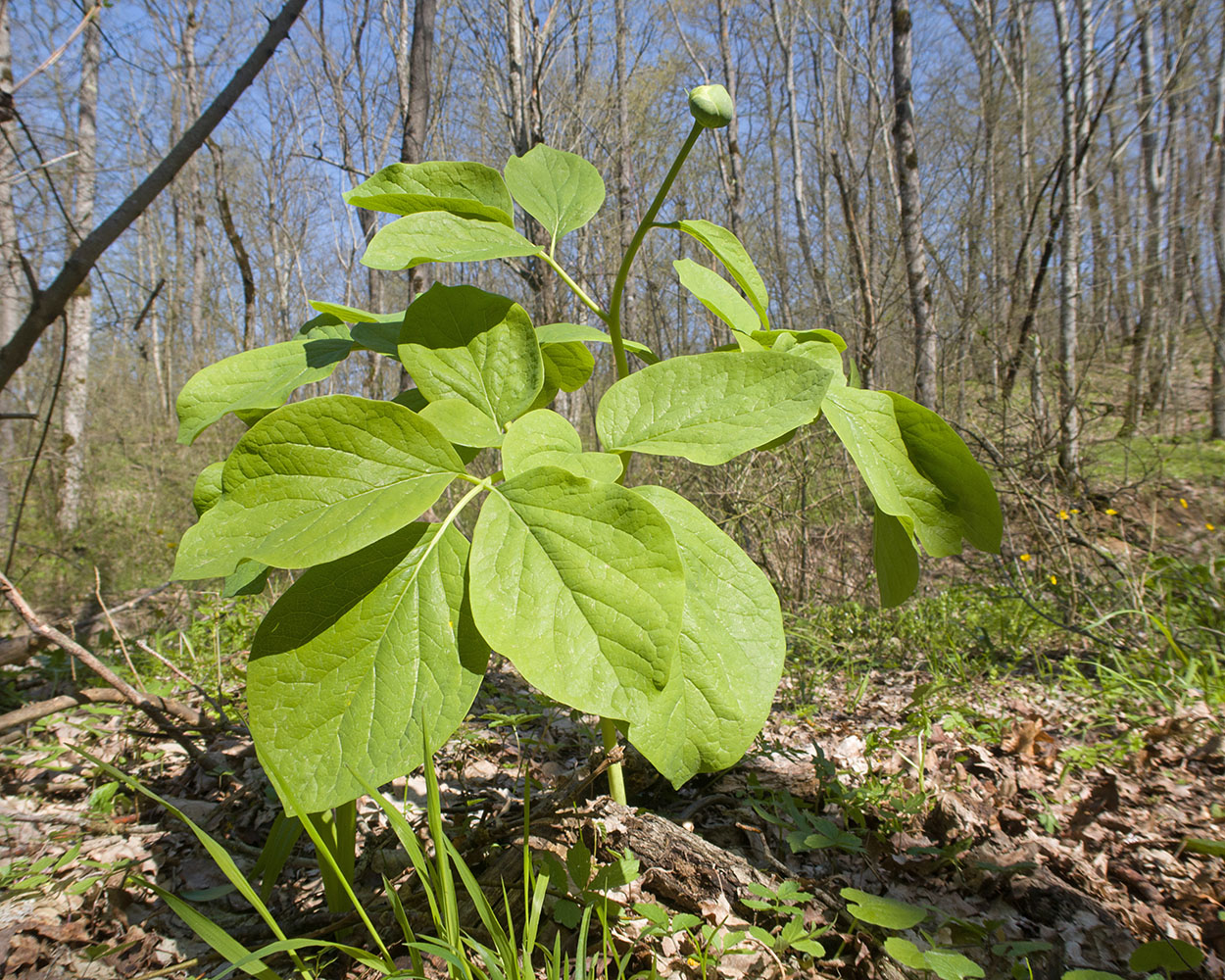 Изображение особи Paeonia caucasica.