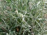 Plantago arenaria