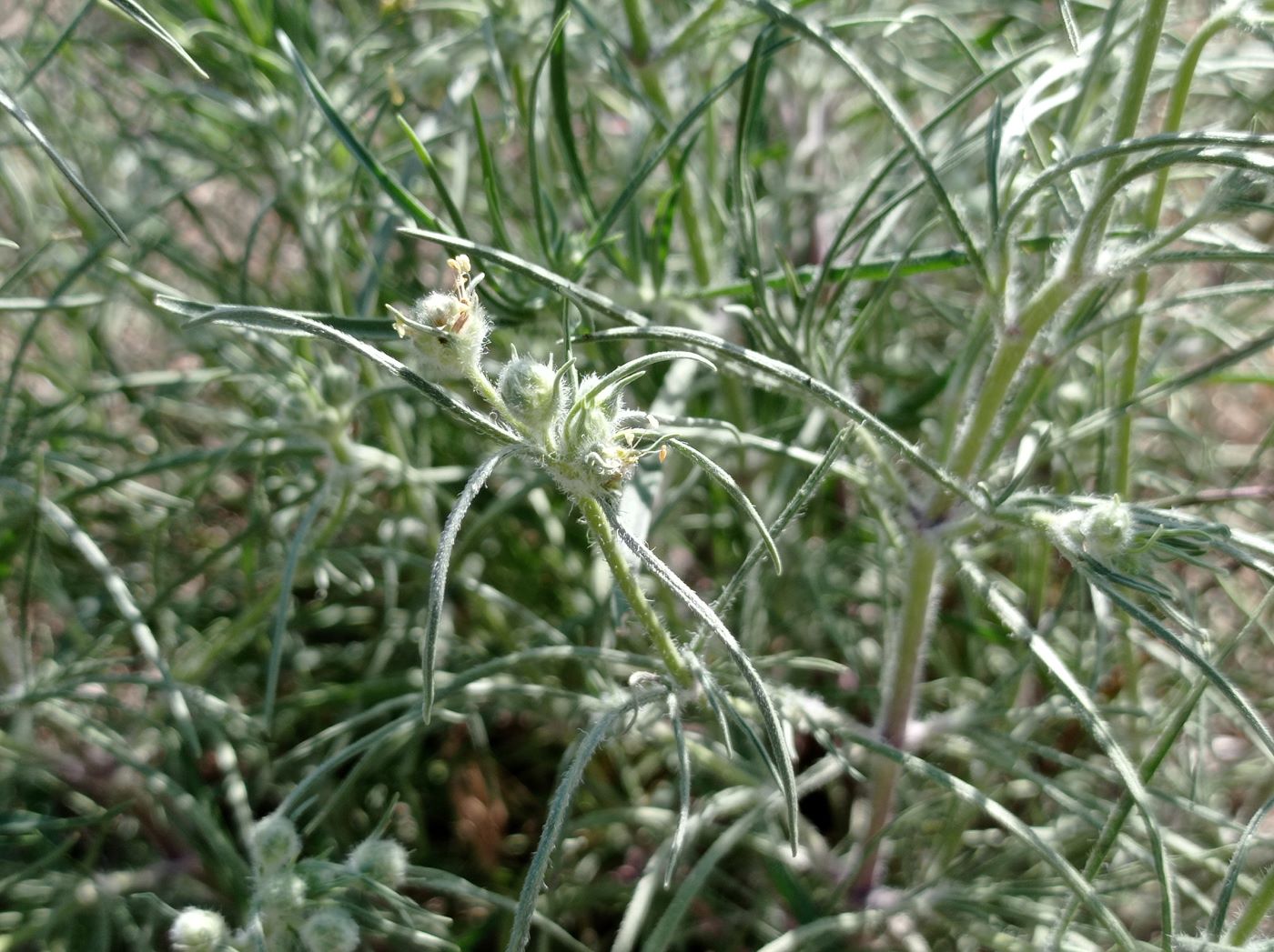 Image of Plantago arenaria specimen.