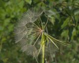 род Tragopogon. Соплодие с частично облетевшими плодами. Краснодарский край, Крымский р-н, окр. станицы Неберджаевская, ур. Темрючки, грабинниково-пушистодубовое редколесье, большая закустаренная каменистая поляна. 22.06.2026.