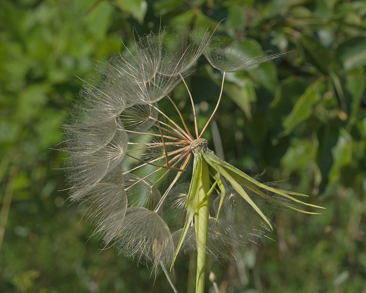 Изображение особи род Tragopogon.