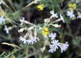 Silene brahuica