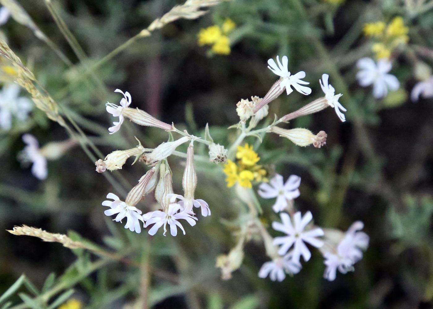 Image of Silene brahuica specimen.